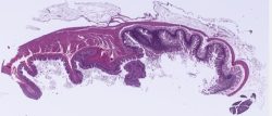 Pyloric Stomach,Duodenum