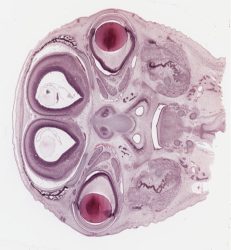 Head of a pig embryo / Tête d’un embryon de porc (Masson)