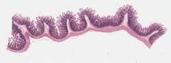 Small intestine / Intestin grêle (H-E)