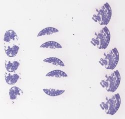 Mouse Testis TB(1)