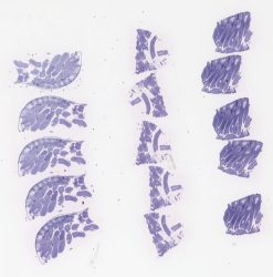 Mouse Testis TB(2)