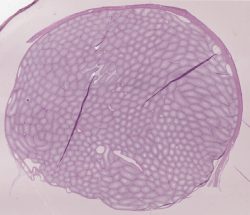 Rat Testis PAS