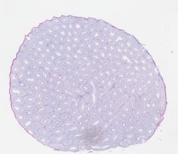 Mouse Testis PAS