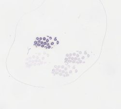 Mouse Testis TB (3)