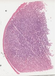 Human Testis HE