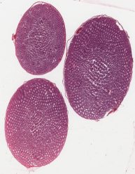 Rat Testis HE